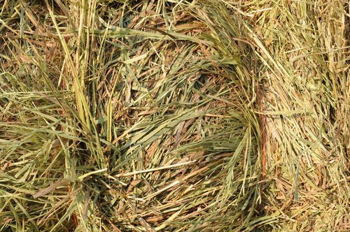 Large Hay Bales for Sale: Your Trusted Source in Spearman, TX